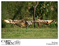 bird_of_prey_by_kompast-d3lmval