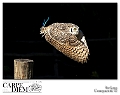 eurasian_eagle_owl_by_kompast-d4ce19w