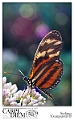 heliconius_passiflora_by_kompast-d3nb06b