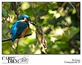 kingfisher_by_kompast-d4cbert