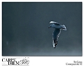 larus_delawarensis_by_kompast-d4czx9g