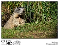marmota_marmota_7_by_kompast-d480x4k