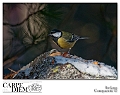 parus_major_by_kompast-d4m07ht