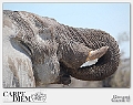 Elefante