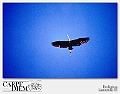 airone